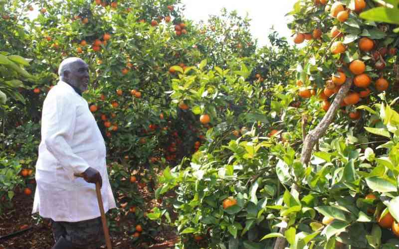 Pixie: Sweet orange and tangerine mix - FarmKenya Initiative