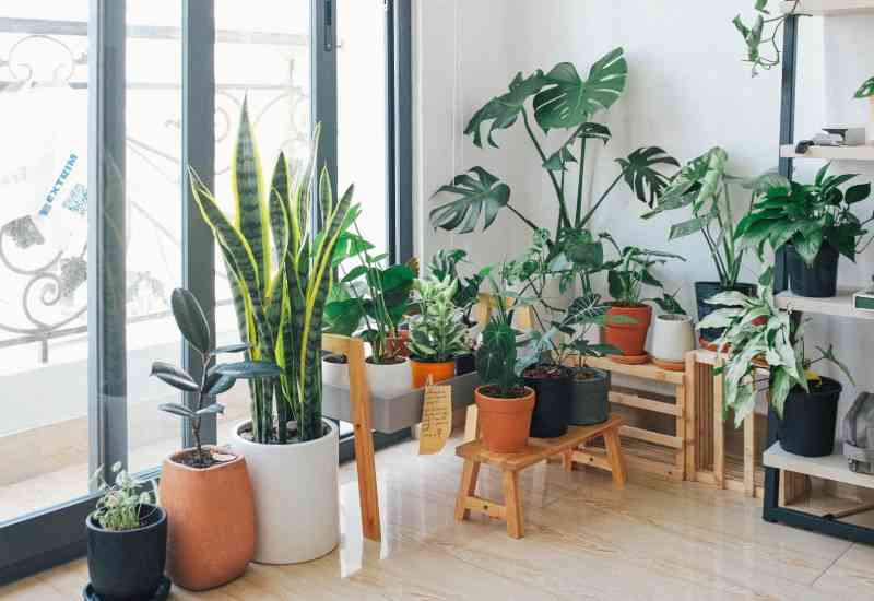 Reasons your house plants keep on dying The Standard Evewoman Magazine