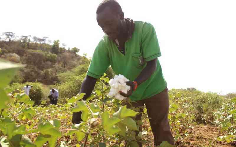 Poor cotton seeds stunting revival of textile industry, research