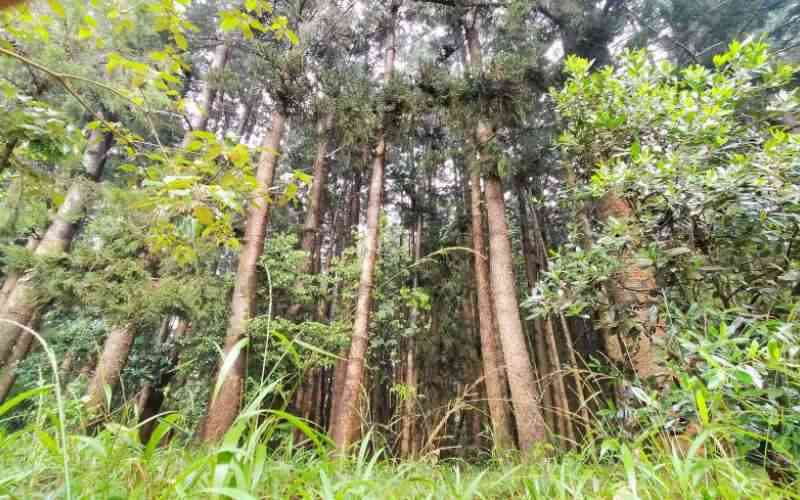 Karura Forest