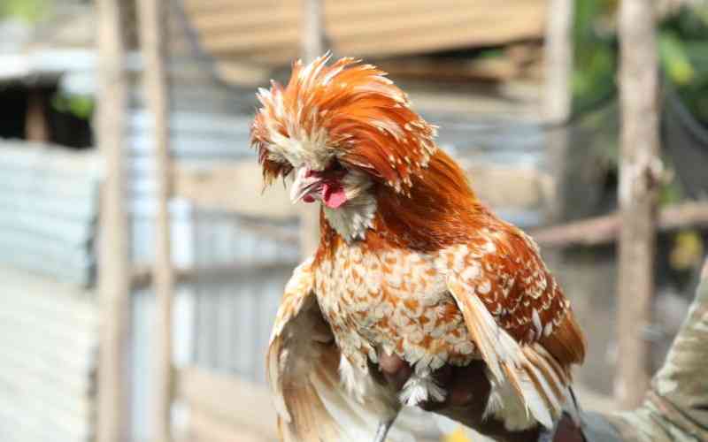 Ornamental birds store