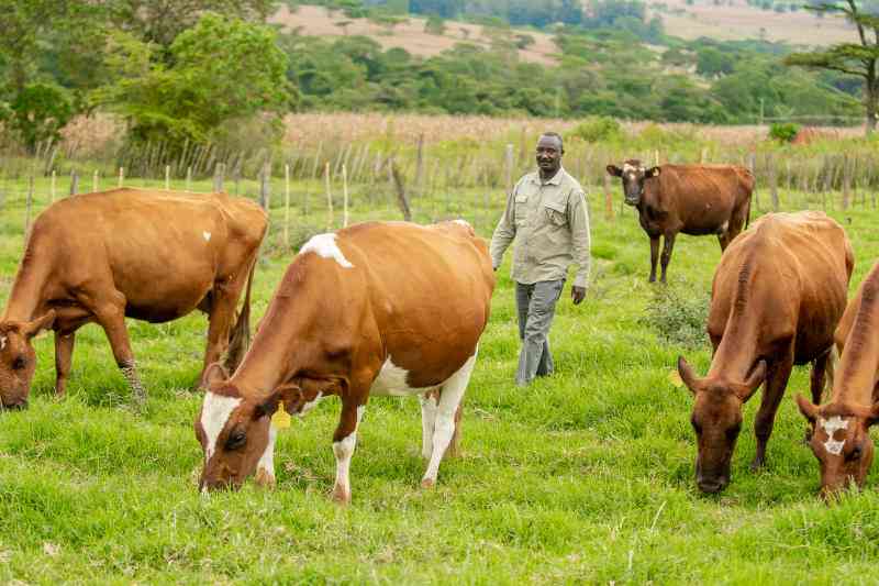 Key to running a successful dairy farm - FarmKenya Initiative