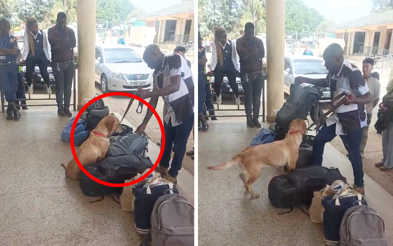 VIDEO: Sniffer dog busts Taiwanese man with heroin at Kenya-Tanzania border