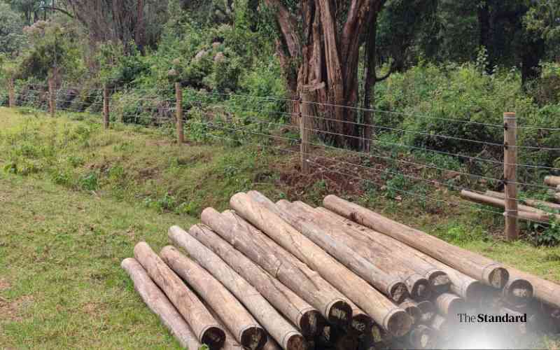 New Rhino sanctuary in Aberdare revives hope for Black Rhinos