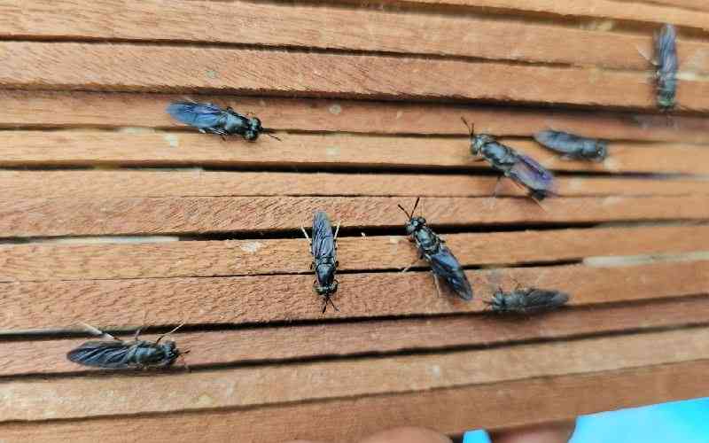 Sustainable agriculture using Black Soldier Fly