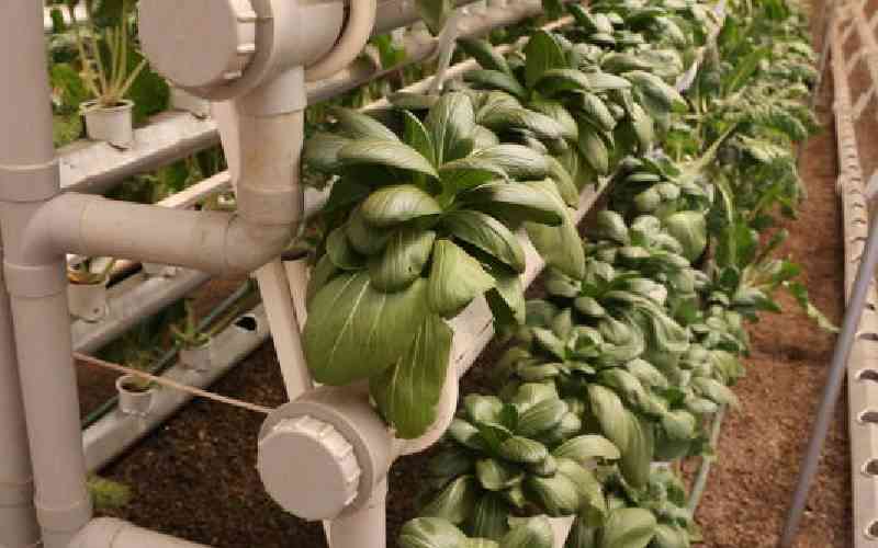 What hydroponic farming can do in tiny urban spaces