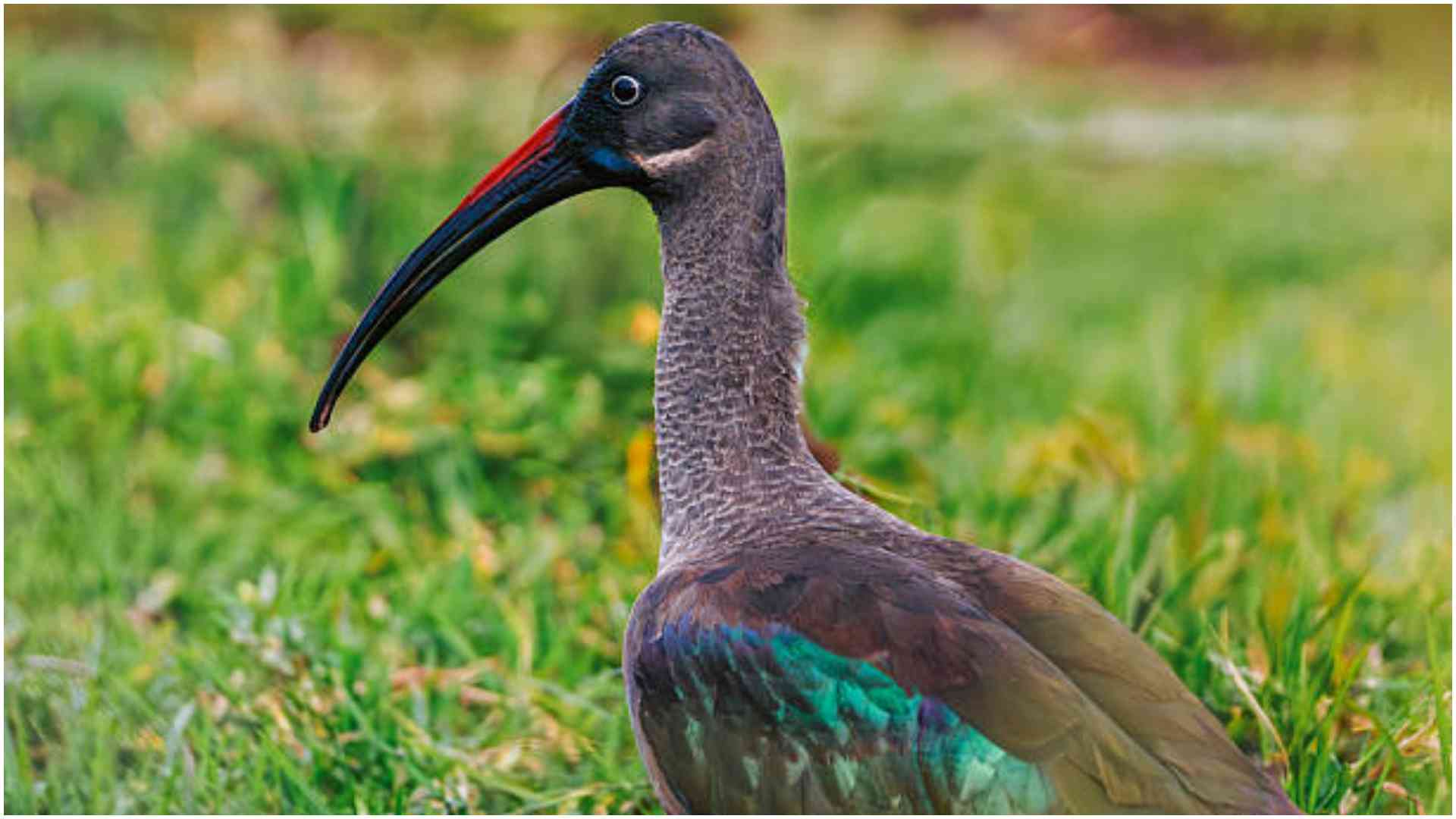 Ng'ang'a flavour: Wild bird that Seme fishermen prefer over fish