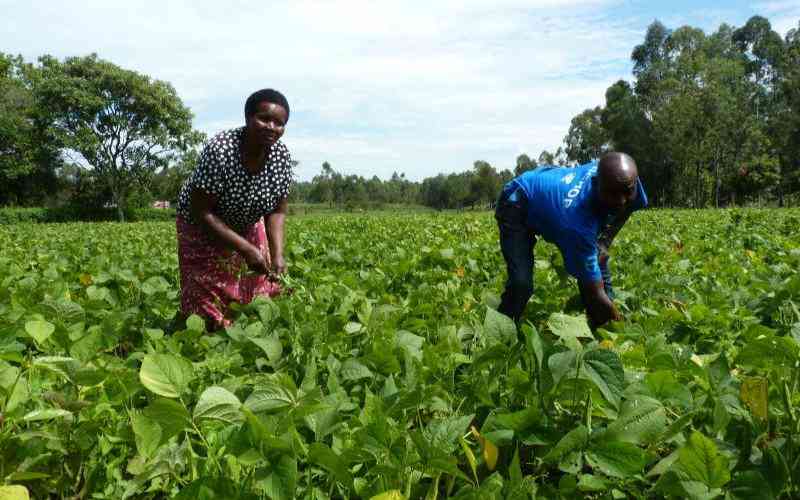 Why farmers are giving up tobacco for iron beans