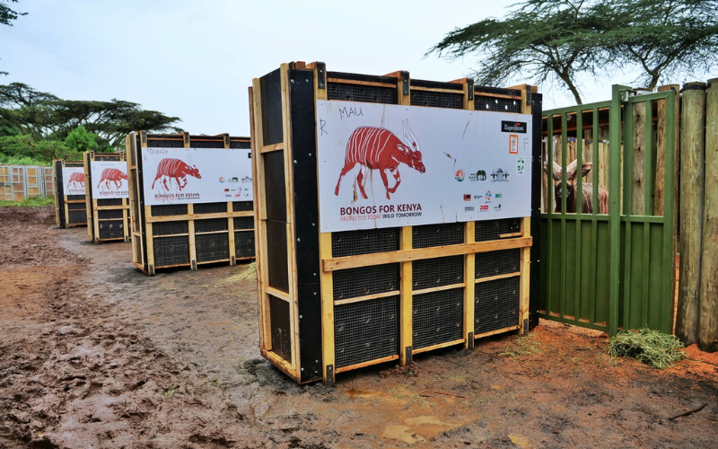 Mountain bongos repatriated from Czech Republic to boost Kenya breeding programme