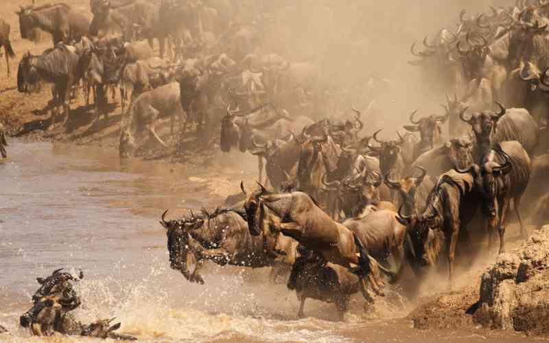 Great Migration returns to the Mara in nature's greatest spectacle