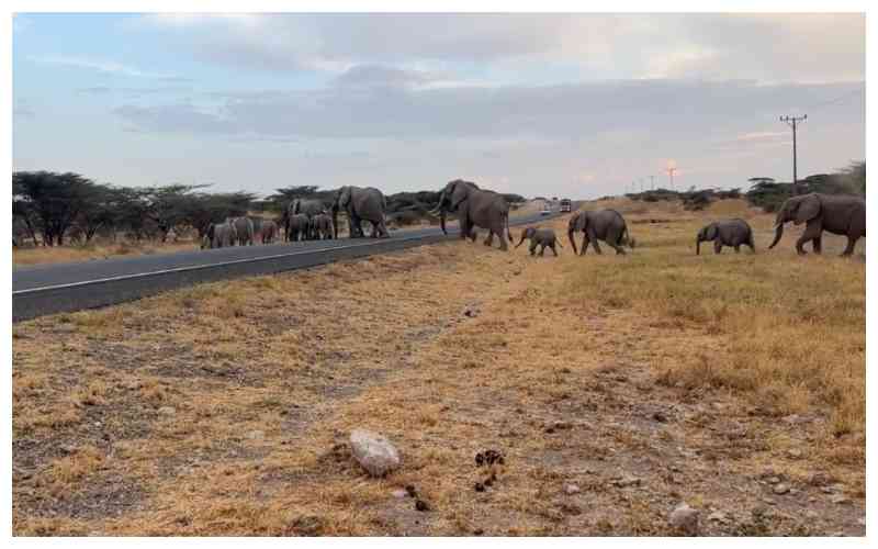 Can science predict Africa's next human-elephant conflict?