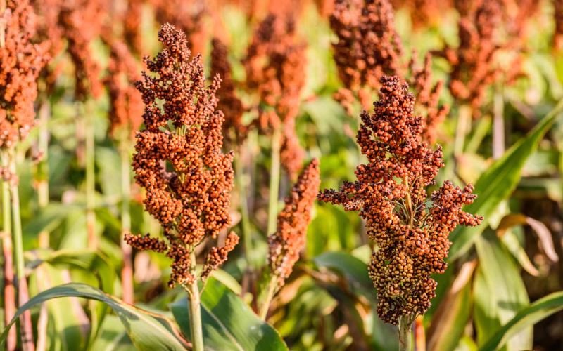 Health benefits of Millet and how to grow FarmKenya Initiative