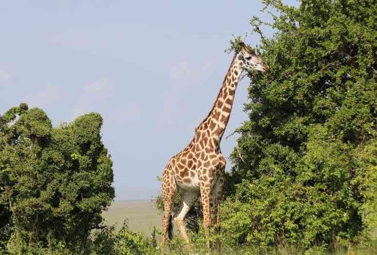 In Obama's footsteps: More than just a safari in Masai Mara