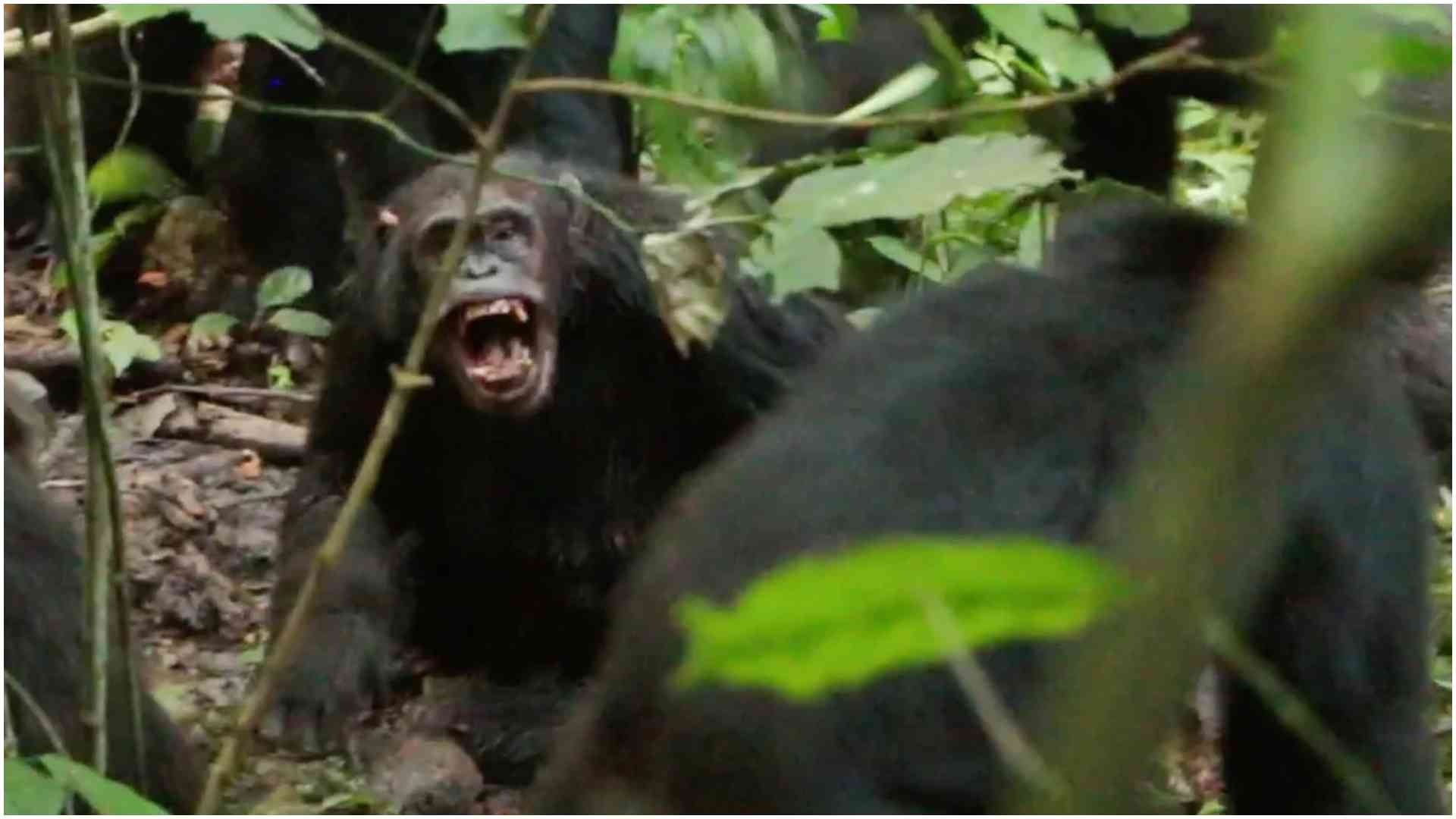Chimpanzees in Uganda fight civil war, go on raids and border patrols