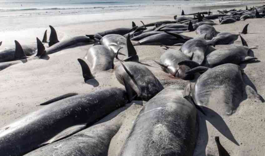 477 whales die in 'heartbreaking' New Zealand strandings - The Standard