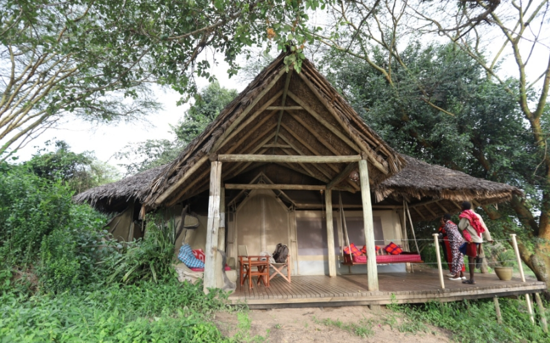 Travel: How baboons turned tables on a cheetah in the Masai Mara