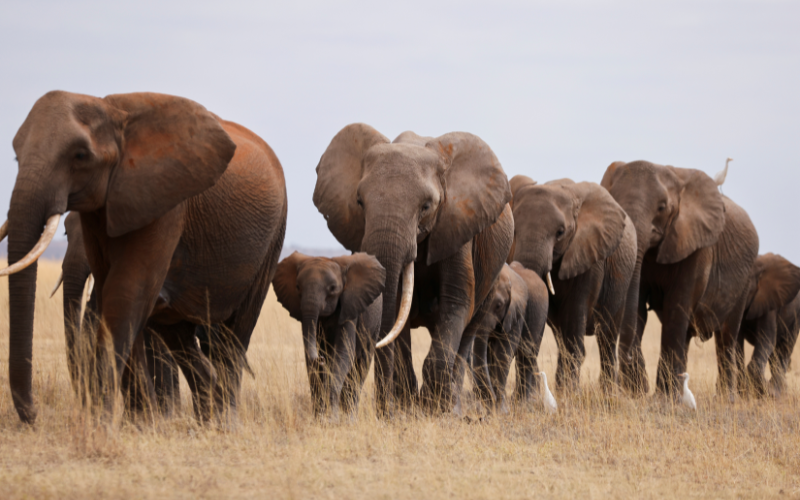 Cyanide poisoning kills 15 elephants in Amboseli, KWS confirms