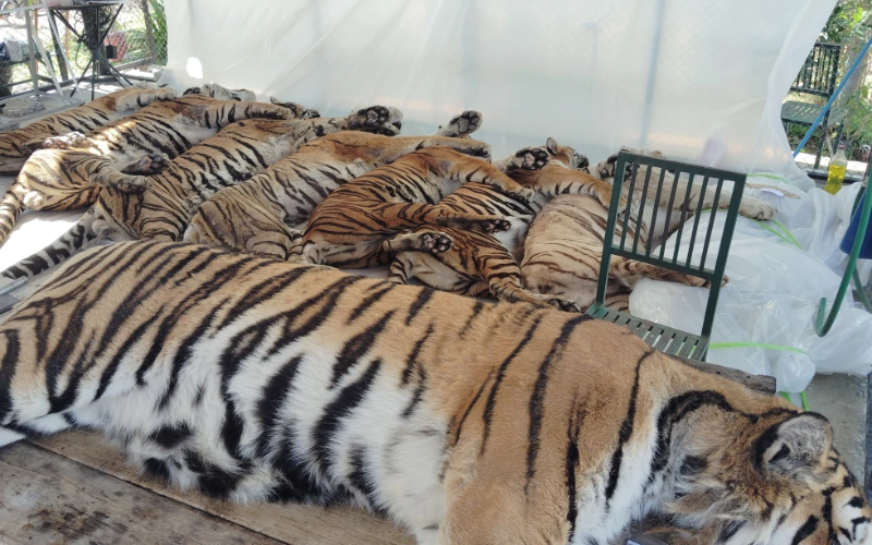 72 tigers die in canine distemper outbreak at tourist park