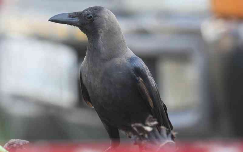 Battle of beaks: Kenya steps up war against invasive crows - The Standard