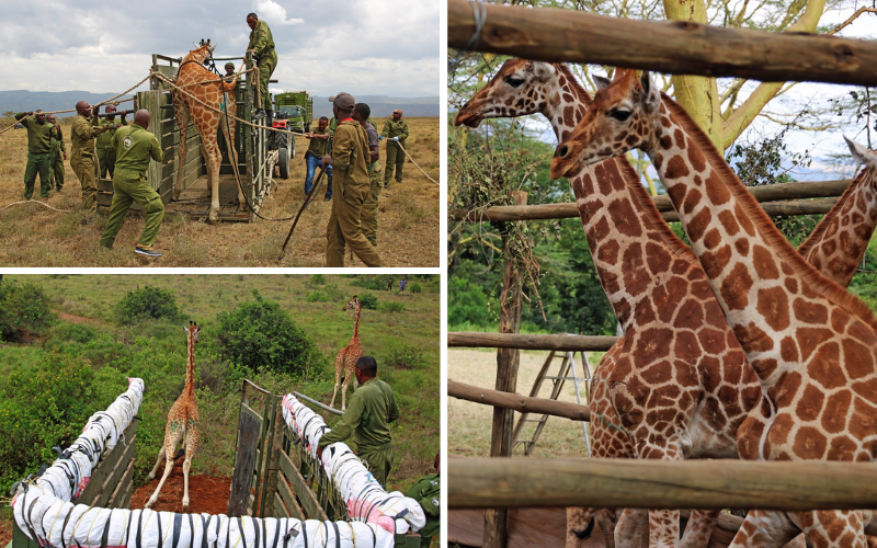 KWS relocates three Rothschild's giraffes to Nairobi to boost conservation