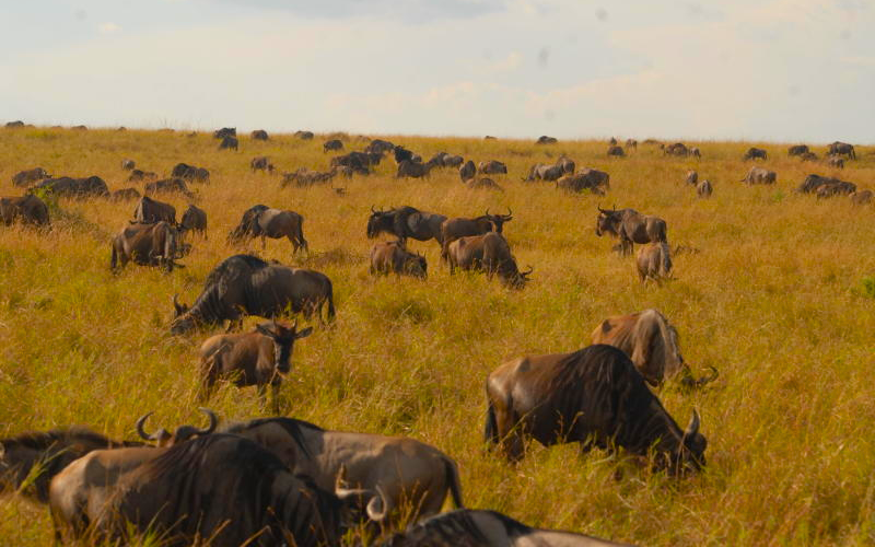 Maasai Mara enters World Book of Records for greatest annual wildlife migration