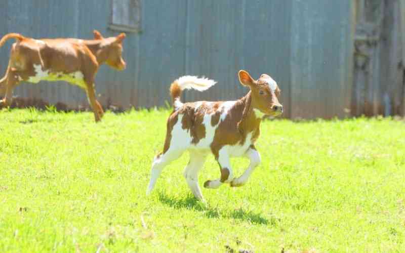The delicate art of raising healthy dairy calves. The Standard
