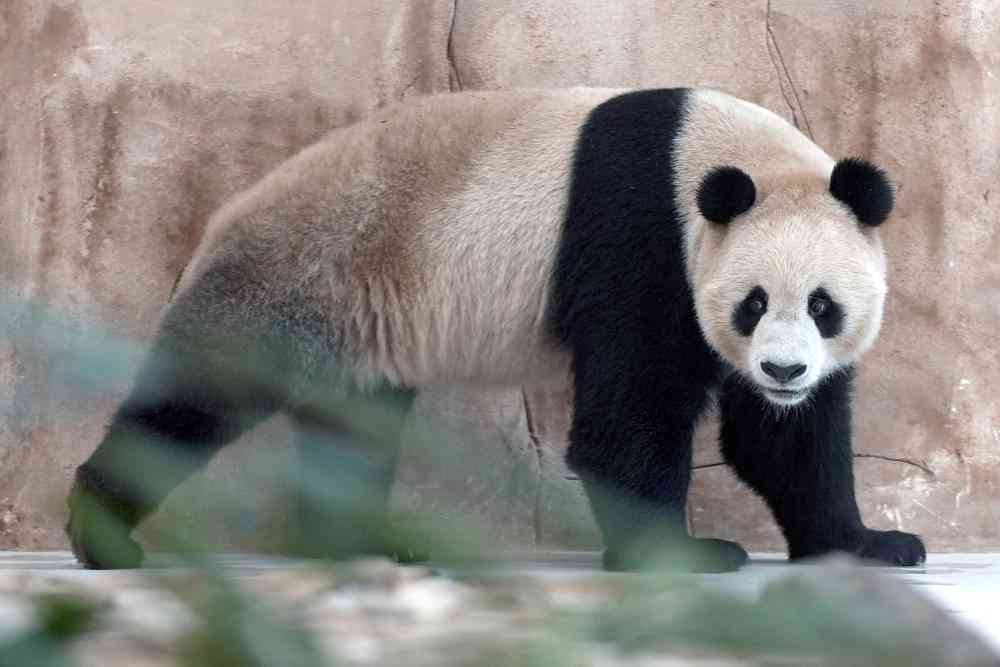 30 jours pour aller!  L’arrivée du panda envoyé par la Chine au Qatar avant la Coupe du monde