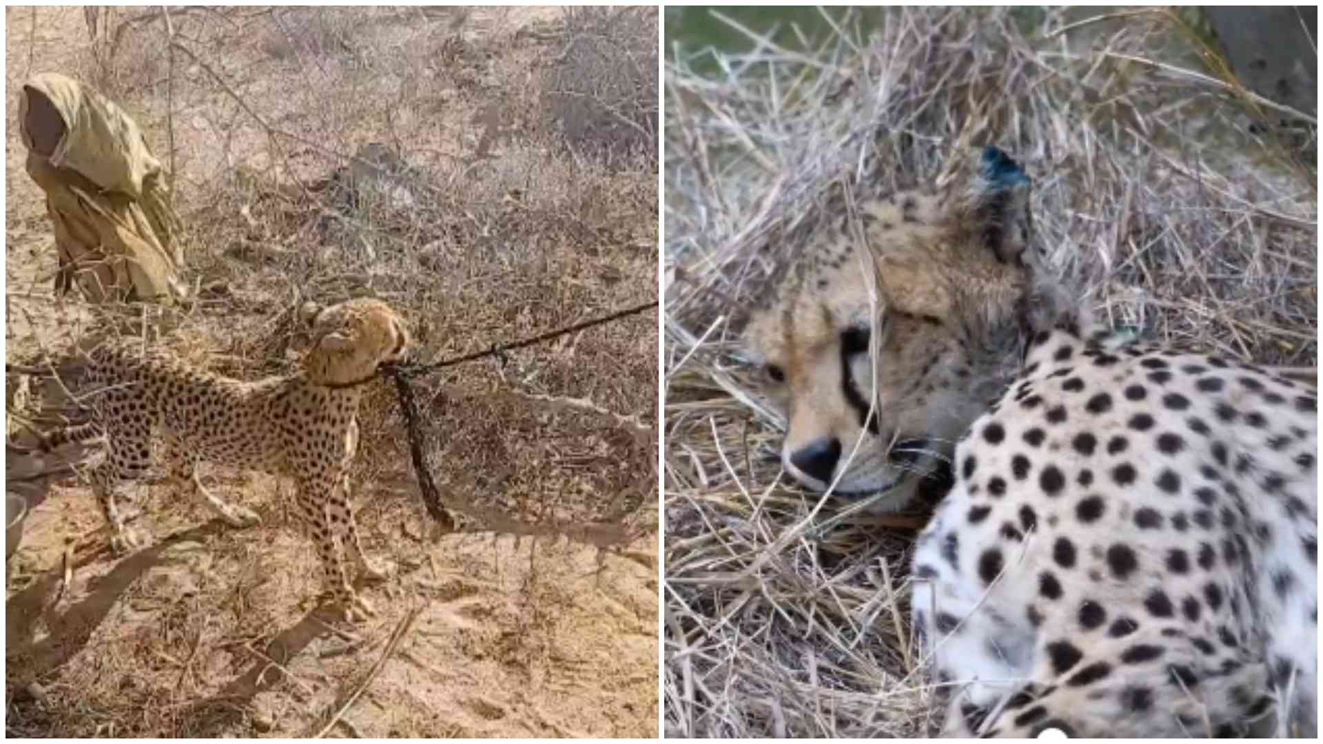 KWS takes away orphaned cheetah rescued, raised by Garissa woman