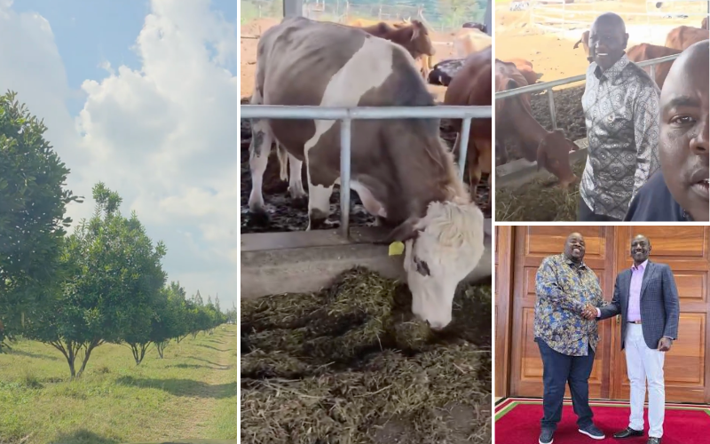 VIDEO: Inside Ruto's expansive farm as Chivayo tours his cattle, macadamia plantations