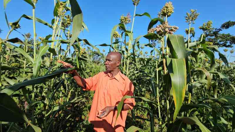 Farmers diversify to sorghum to fight climate change effects