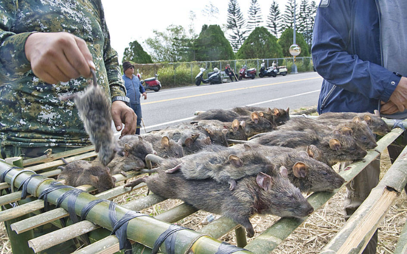 Rat invasion sparks health fears in Taiwan after first hantavirus death in 26 years