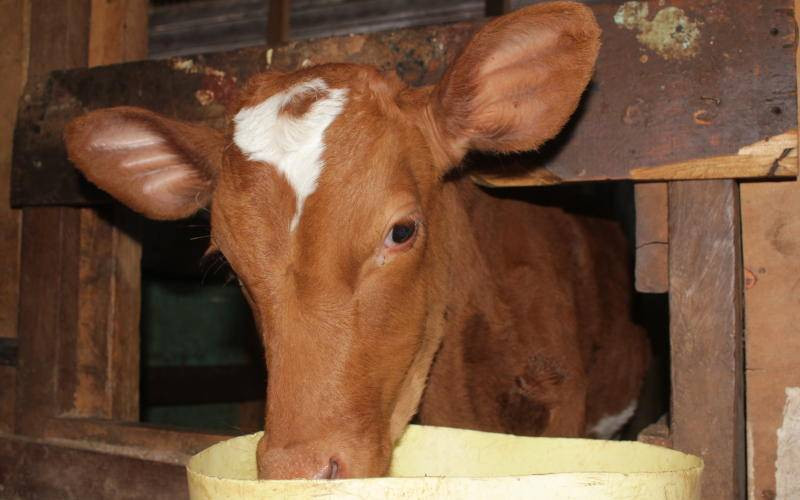 Beware! Signs to spot if your cow has rabies The Standard Entertainment