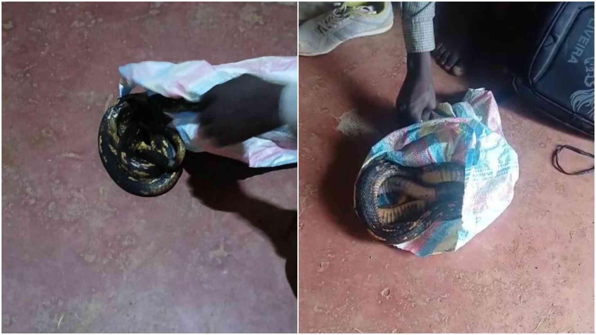 Sssssscripture: Rise of snake rituals in Kenyan churches