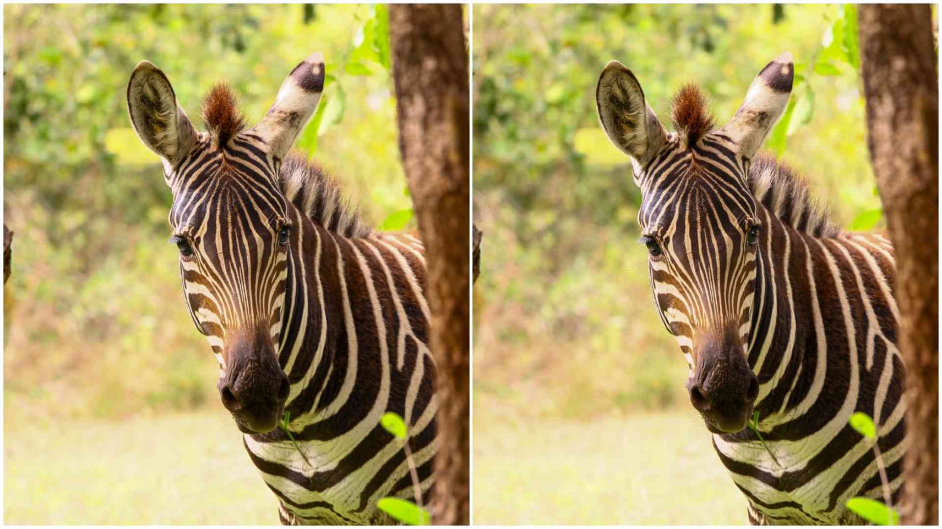 Wildlife ranger Ali Abedi turns Chyulu Hills adventures into stunning nature photos