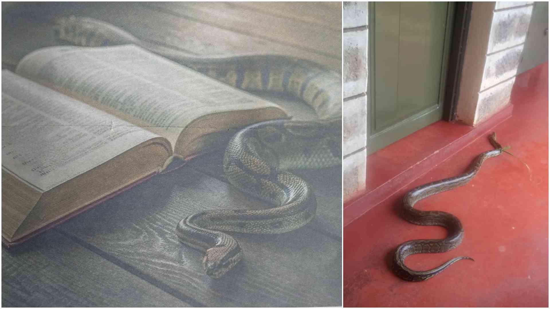 Sssssscripture: Rise of snake rituals in Kenyan churches