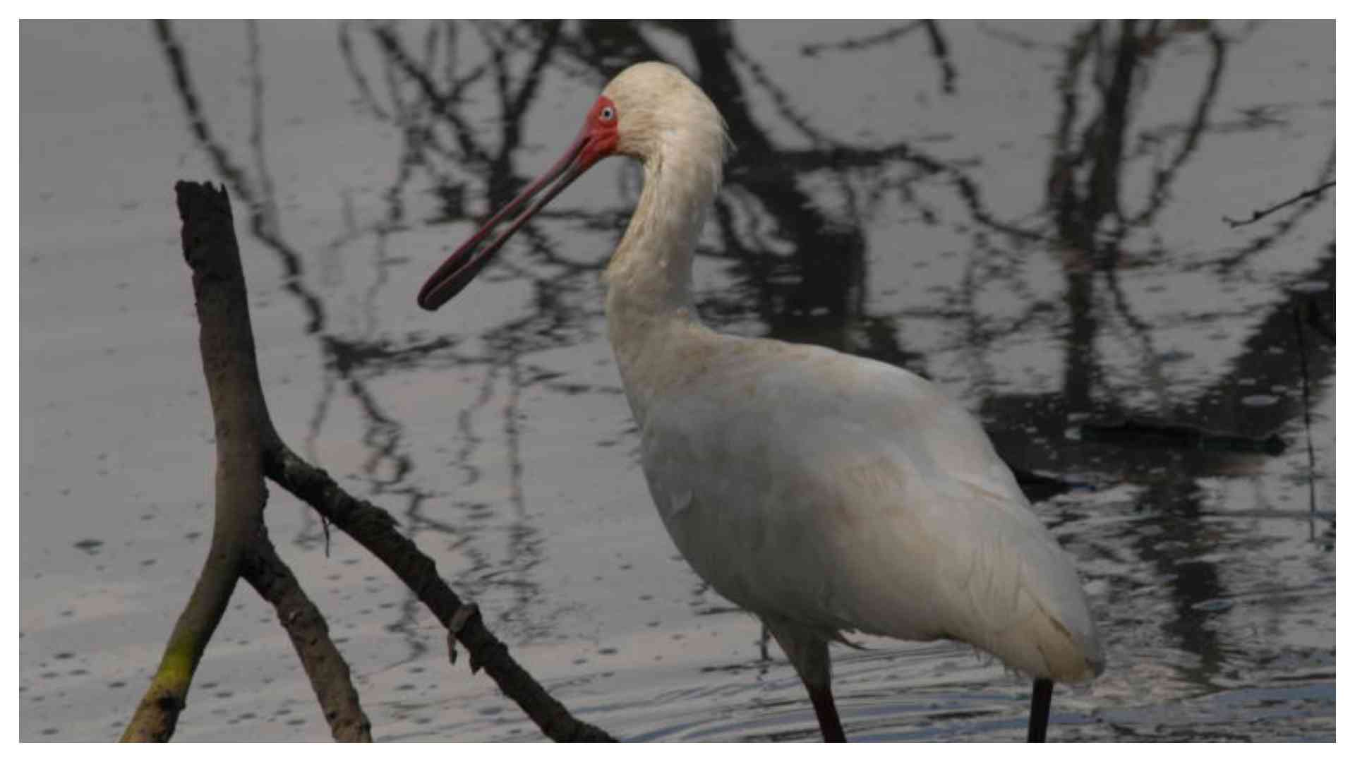 There is more than just watching birds at Lake Nakuru