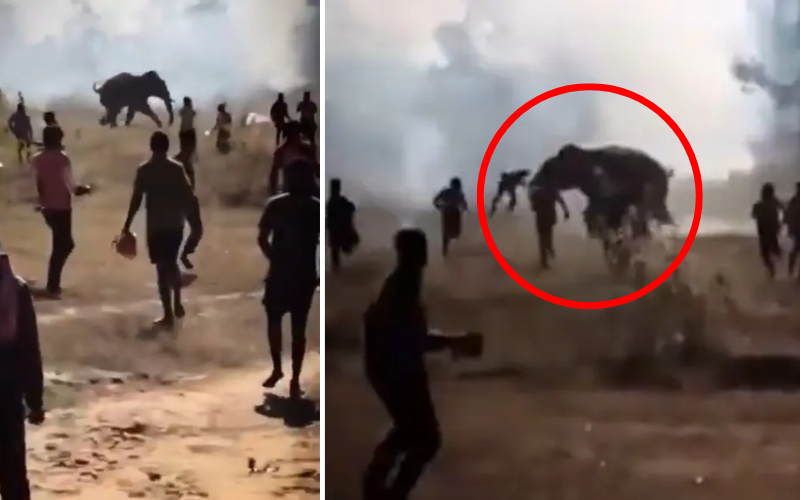 Fear as rogue elephant goes on rampage, kills 22 people in 10 days 