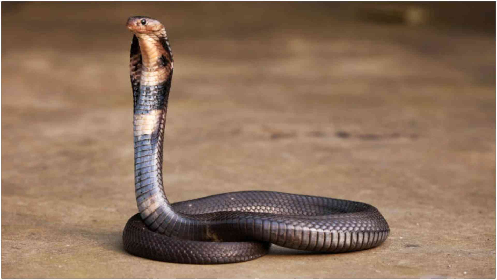 Sssssscripture: Rise of snake rituals in Kenyan churches