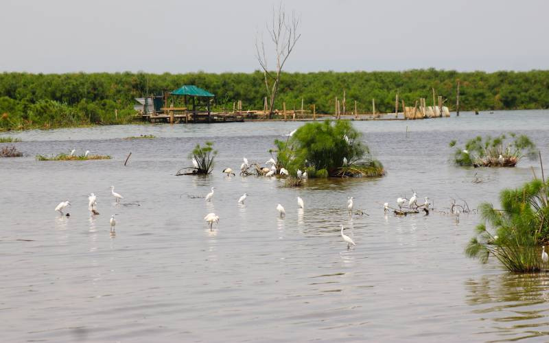 Inside Lake Victoria's smelly affair