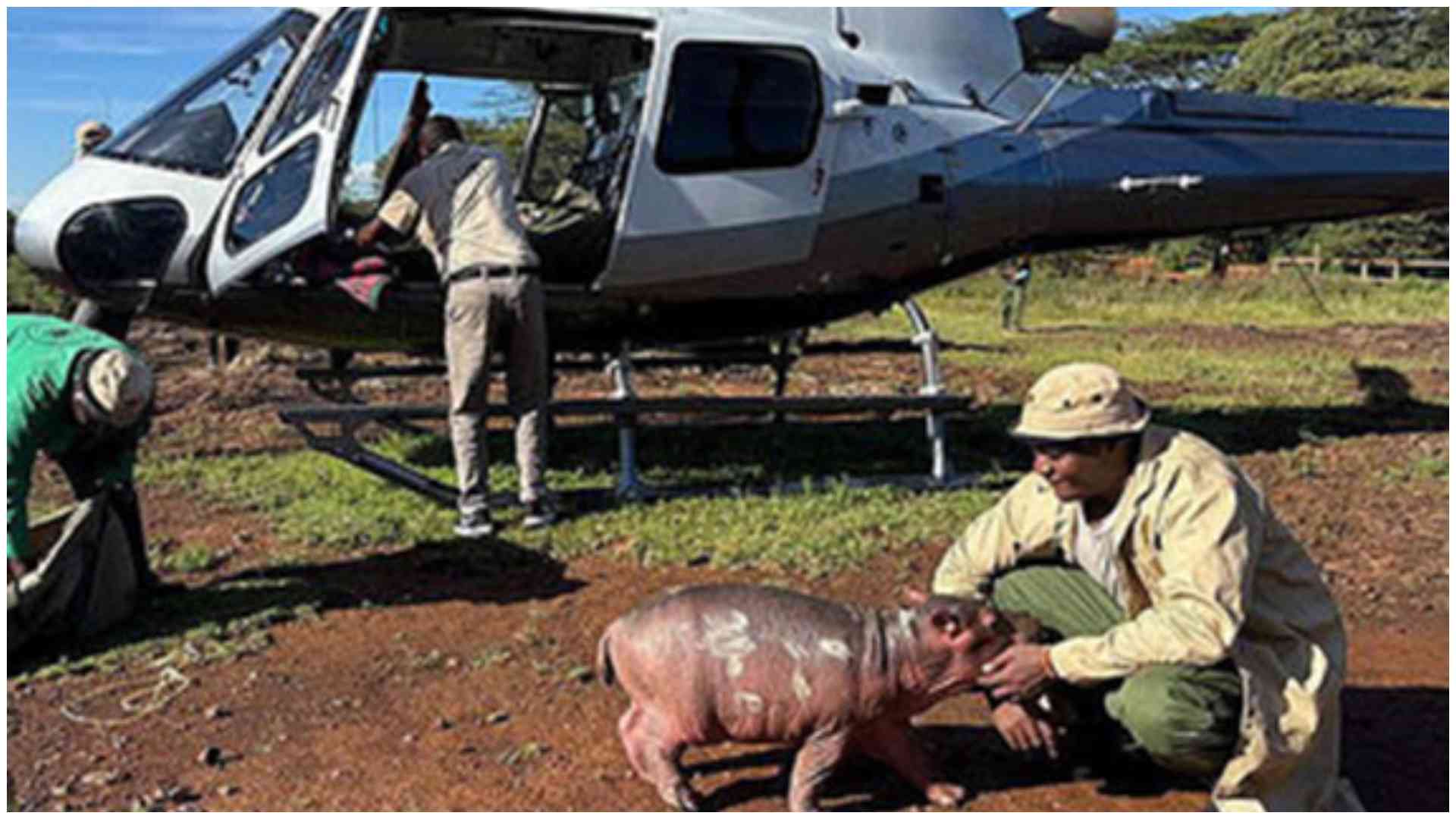 Photos: Newest Kenyan wildlife sensation baby hippo 'Bumpy' rescue, life in new home