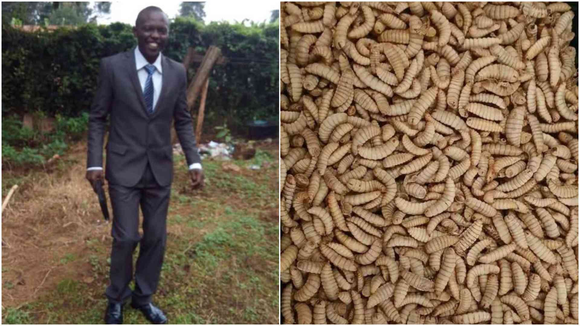 From waste to wealth: Farmer turning maggots into millions