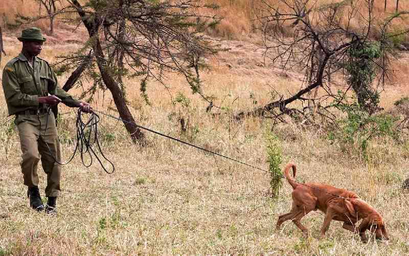 While old men become rich, women and youth remain poorer in Kenya's wildlife conservancies