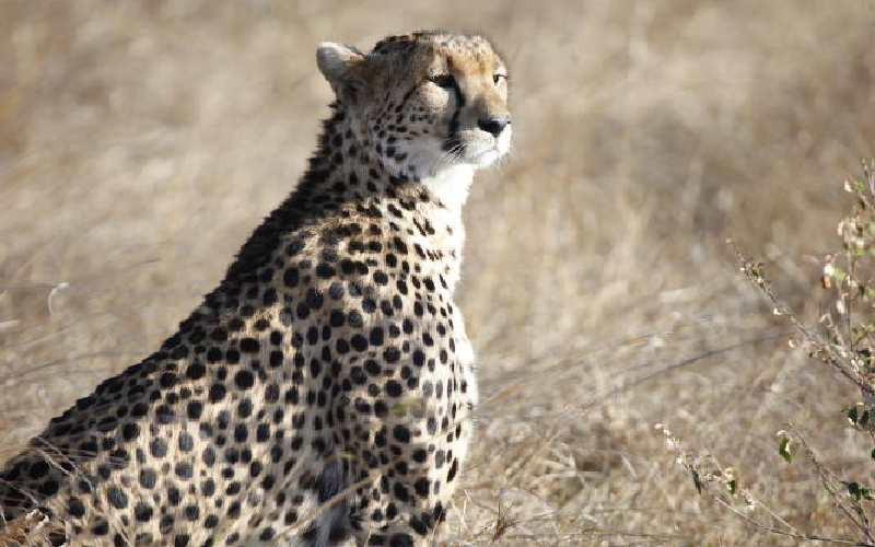 Red flag raised over decline of cheetah population in the Mara - The  Standard