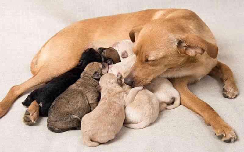 Back to school: How the new routine can affect your dog
