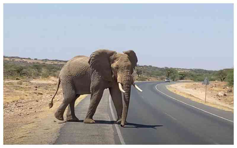 Can science predict Africa's next human-elephant conflict?