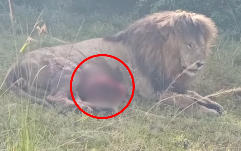 VIDEO: Graphic footage of injured Maasai Mara lion triggers calls for KWS intervention
