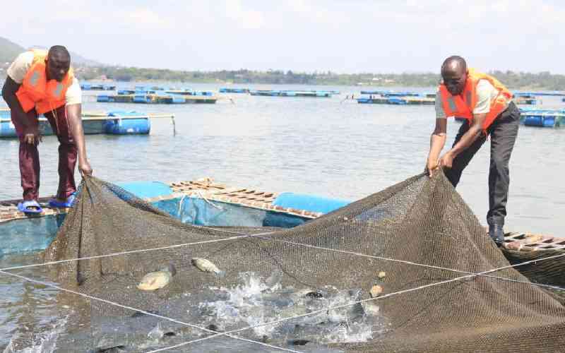 Concerns for ecosystem as fish cage culture grows - The Standard Health