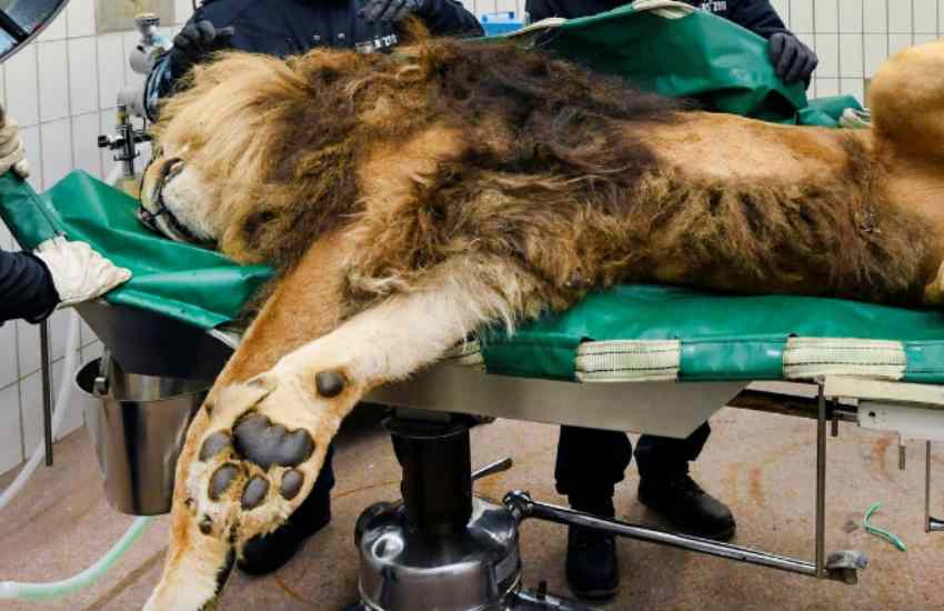 Lion has vasectomy after siring five cubs in a year - The Standard Entertainment