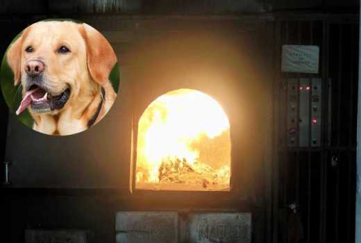 why do we cremate dogs