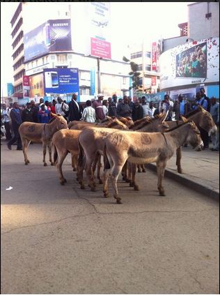 Tumechoka Donkeys